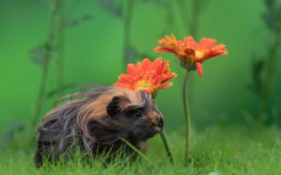 370 – Was ich von Engelbert gelernt habe – Warum echte Nähe nichts mit Helfen zu tun hat